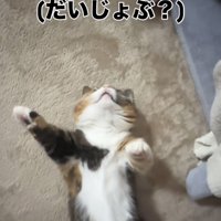 仰向けで寝るマンチカン