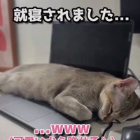 「就寝されました」と書かれた写真