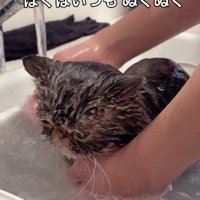 お風呂に入れられているブラウンクラシックタビー