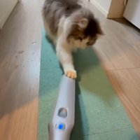 掃除機にパンチする猫