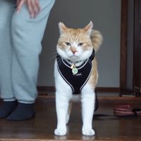 ハーネスをつけた猫