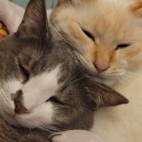 一緒に寝る猫たち