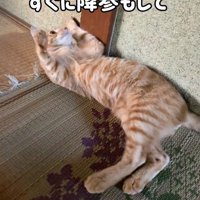 仰向けになる猫