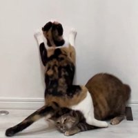 キジ猫の頭をまたぐ三毛猫