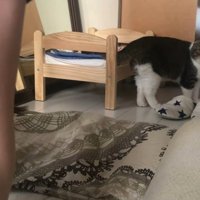 飼い主さんを見つめる猫