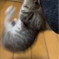 人の足に掴まってぶら下がっている子猫