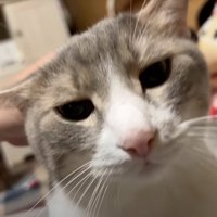 投稿者に撫でられて目を細める猫