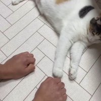 右手にちょいちょいする猫