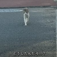 鳴きながら道路を歩くキジ白猫