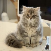 飼い主をジッと見つめる猫