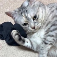 アームカバーに顔を近づける猫