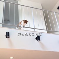 2階からボールを落とす茶トラ白猫