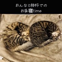 毛布の上で寝る2匹のキジトラ猫