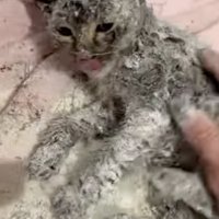 小麦粉を全身につけた子猫