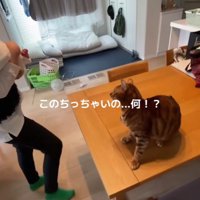 赤ちゃんを抱っこした女性と猫