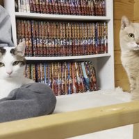 こちらを見る2匹