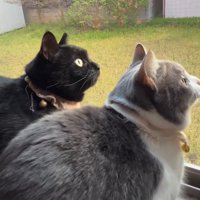 口を鳴らす猫