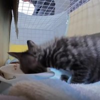 ごはんを食べる猫