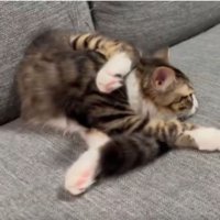 ソファでまどろむ子猫