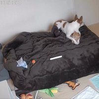 振り向く犬