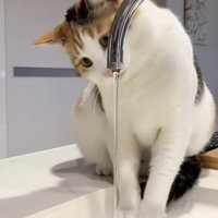 蛇口を見つめる三毛猫