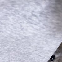 しがみつく猫の写真3