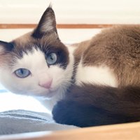 くつろいでいる猫