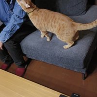 ソファに座っているお客さんに鼻チューする猫