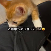 人の膝に飛びついている子猫