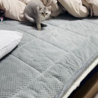 ベッドの上で立ち上がる子猫