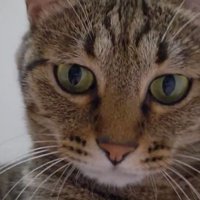 室内にいる猫