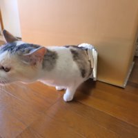 おやつを食べるネコ吉ちゃん