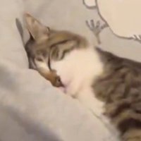 飼い主の腕の中で幸せそうな表情を浮かべる猫