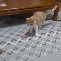 ボールで遊んでいる猫