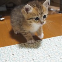手を見ている子猫