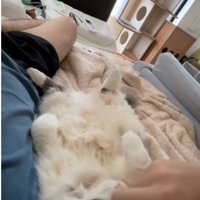 寝転んでいる人と猫