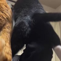 男の子に抱き上げられるハチワレ猫