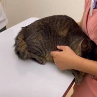 怖がる猫