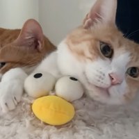 ベッドの上で寝ている二匹の猫