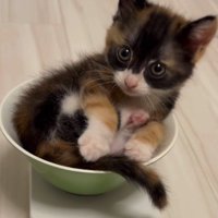 皿の中で体を丸める子猫