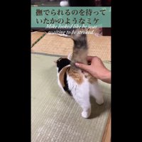 撫でられ待ちのミケ