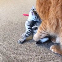 子猫の匂いを嗅ぐ大人の猫