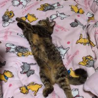体を伸ばして眠る猫