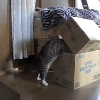 猫と段ボール