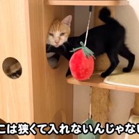 猫ハウス
