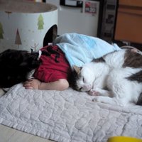 寝ている子どもと猫