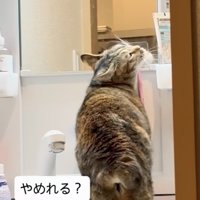 洗面台に上がって歯ブラシに顔を擦り付ける猫