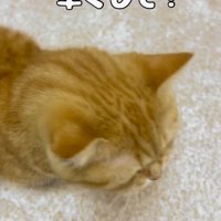 鳴き声を上げながら飼い主の周りを動き回る猫