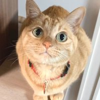 見つめてくる猫