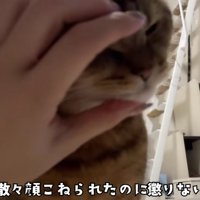 もっとやってほしそうに顔を飼い主さんの手に押し付けるみにらくん